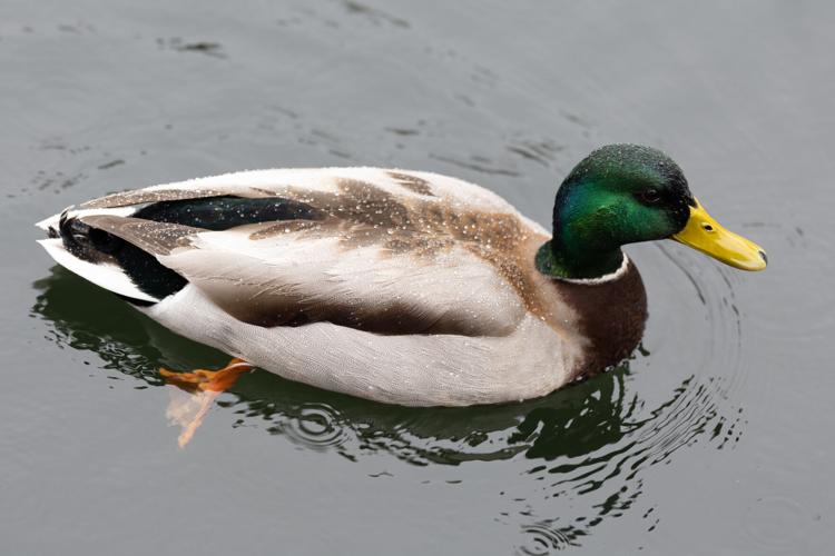 250308_ColmanBeech_HuskyOpenRegatta_Mallard.jpg